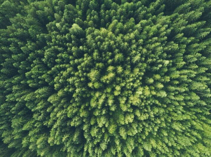 bird eye view photography of a forest of green pine trees .