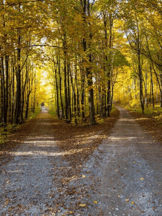 A forest path that forks into two smaller paths, going separate directions