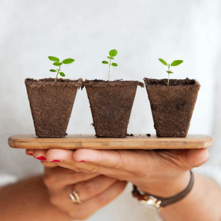 Three small plants next to each other while being held by someone.