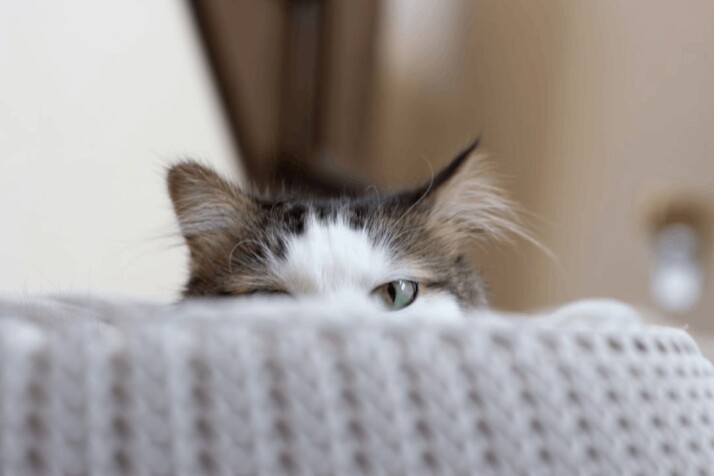 a white and brown cat with green eyes peeking over the sofa.