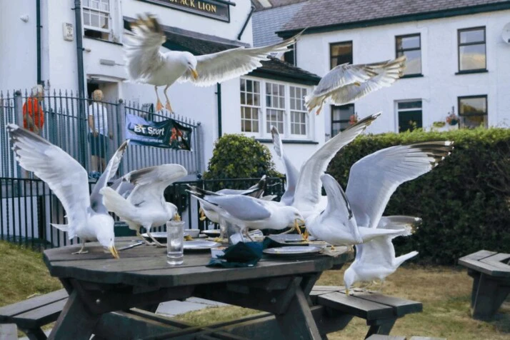 white and gray birds on brown wooden table