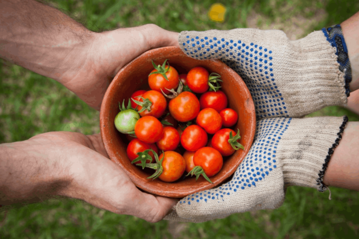 bowl of ripe cherry tomatoes served on person hand