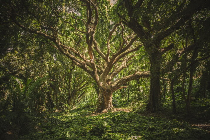 Trees with scattered branches and leaves that block the sun from penetrating