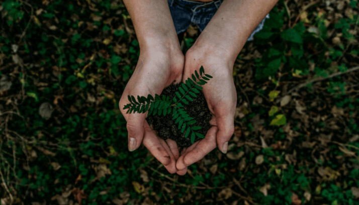 A person holding a green plant with both hands.