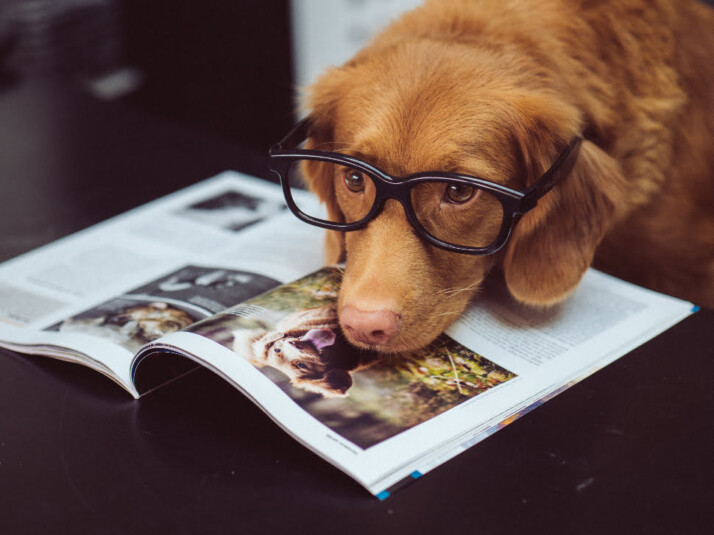 A brown dog wearing a pair of glasses and leaning on a magazine.