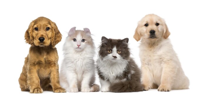 group of pets - two kitten and two puppy seated 