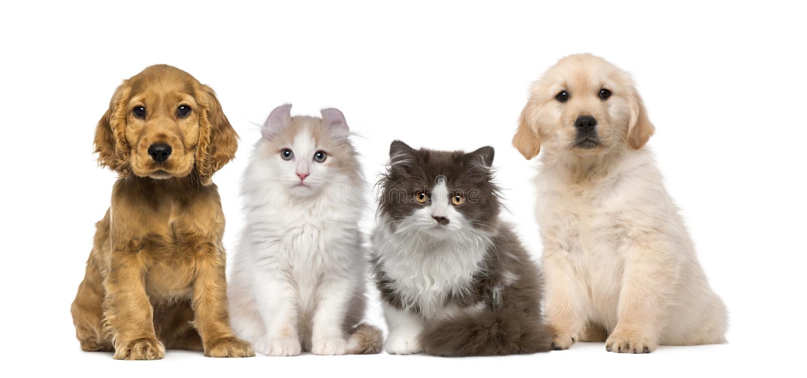 group of pets - two kitten and two puppy seated