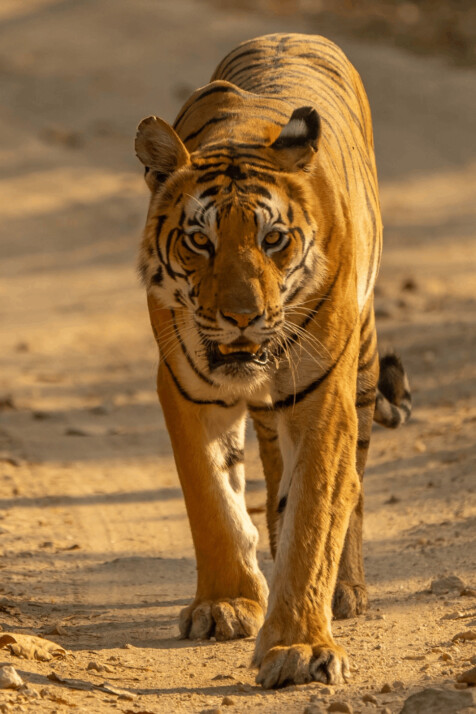 Brown and black tiger walking on brown sand during daytime