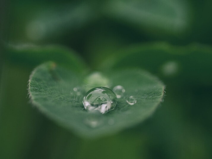 A single green leaf holding several drops of water.