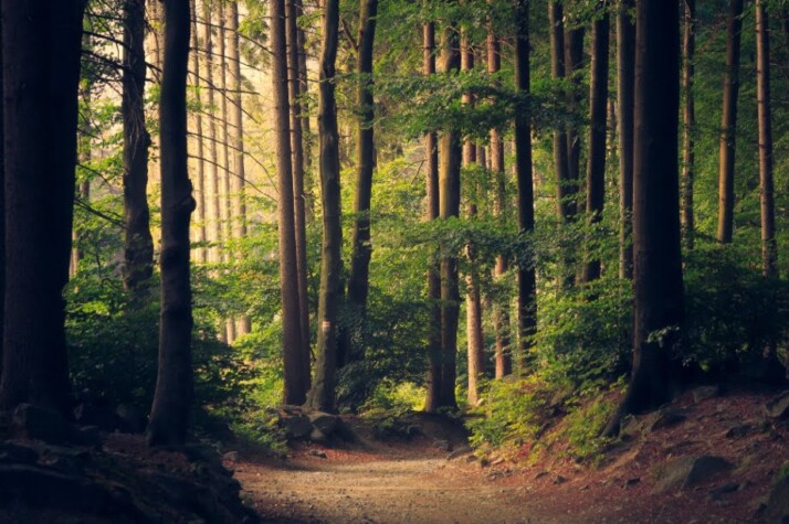 A path with trees lining up each side.