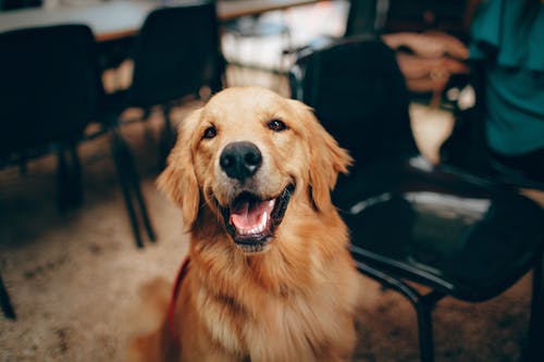 happy brown dog standing on legs near black chair