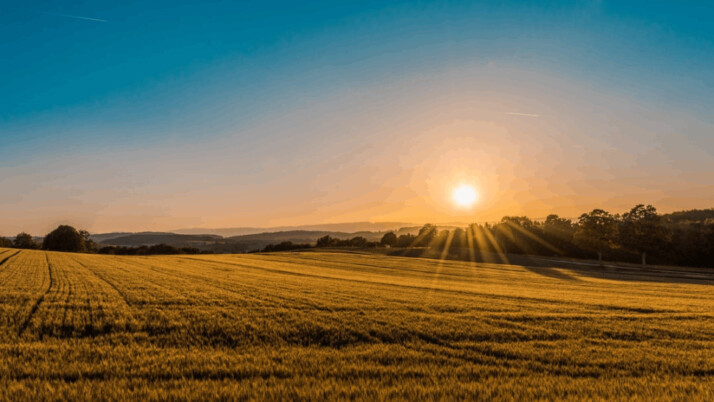 sunrise captured near brown field and tree during morning time