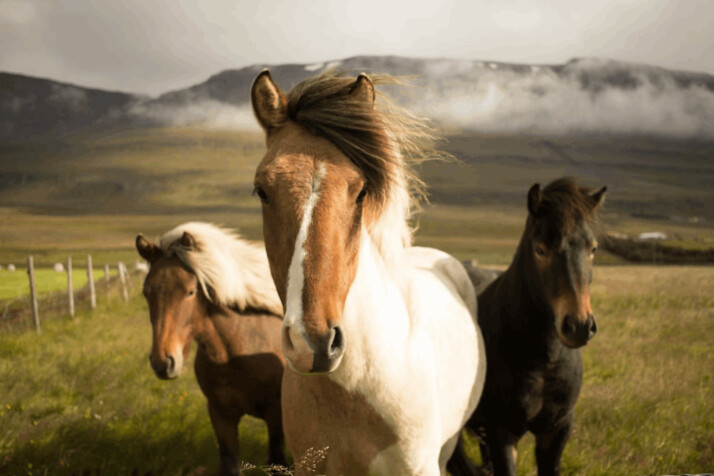 three assorted-color horses running away from a mountain