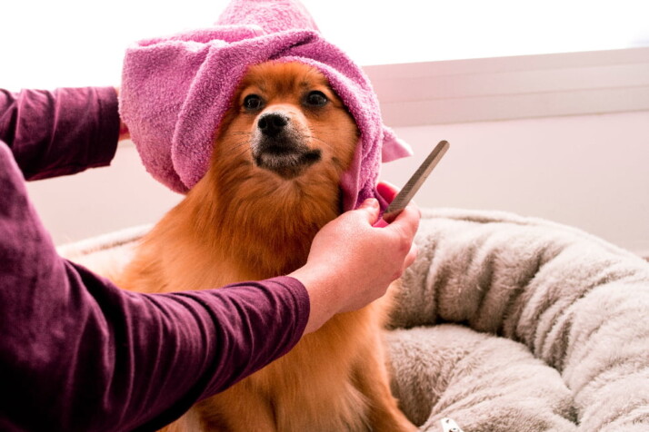 A cute dog with a pink towel over its head.