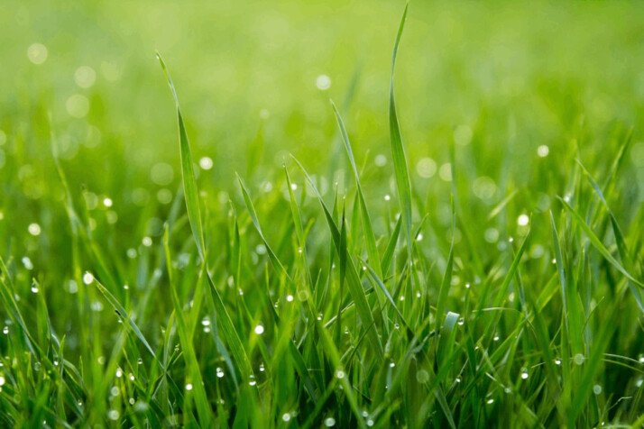 close photo of green grass