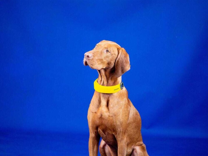 Image of a brown dog wearing the Invoxia Smart Dog Collar for best CES 2022 products