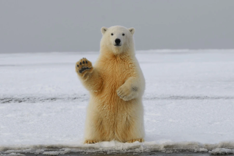 polar bear on snow covered ground during daytime waving to the camera.