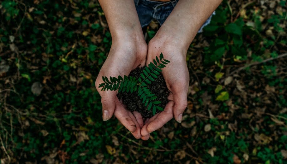Hands holding a green plant to appreciate the Earth Day