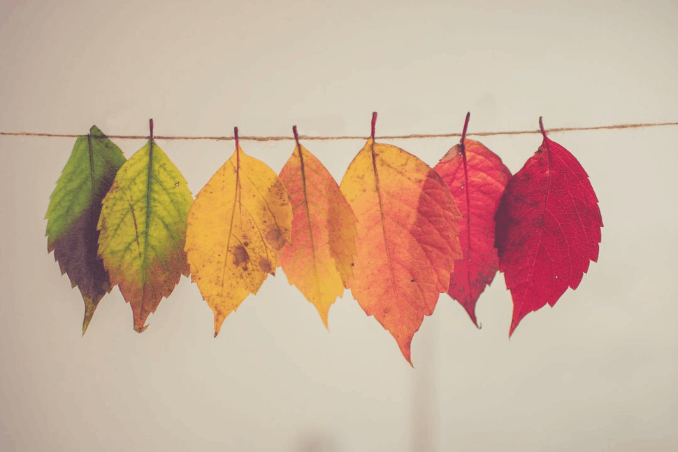 An image of assorted-color leaves hanging from a string decor