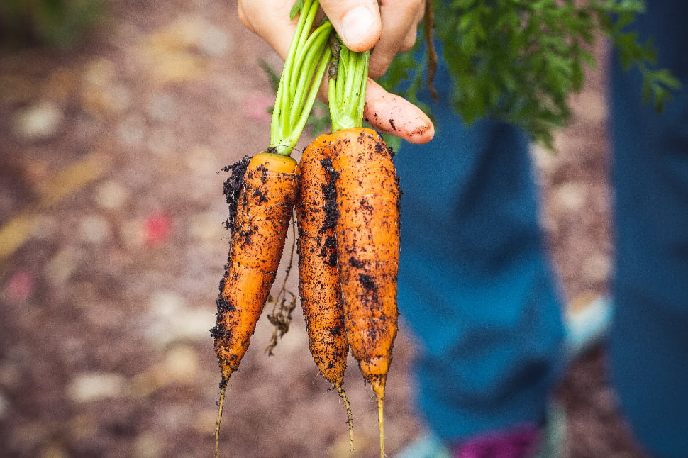A person holding up three pieces of freshly harvested carrots.