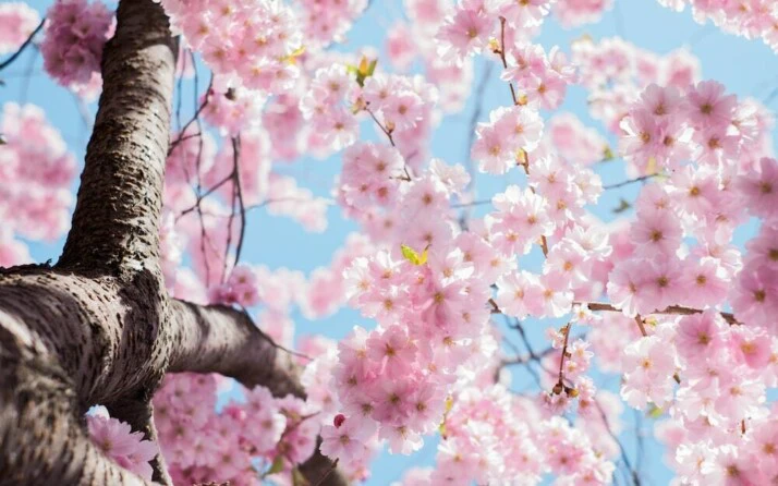 Consider These Fun Questions About Spring