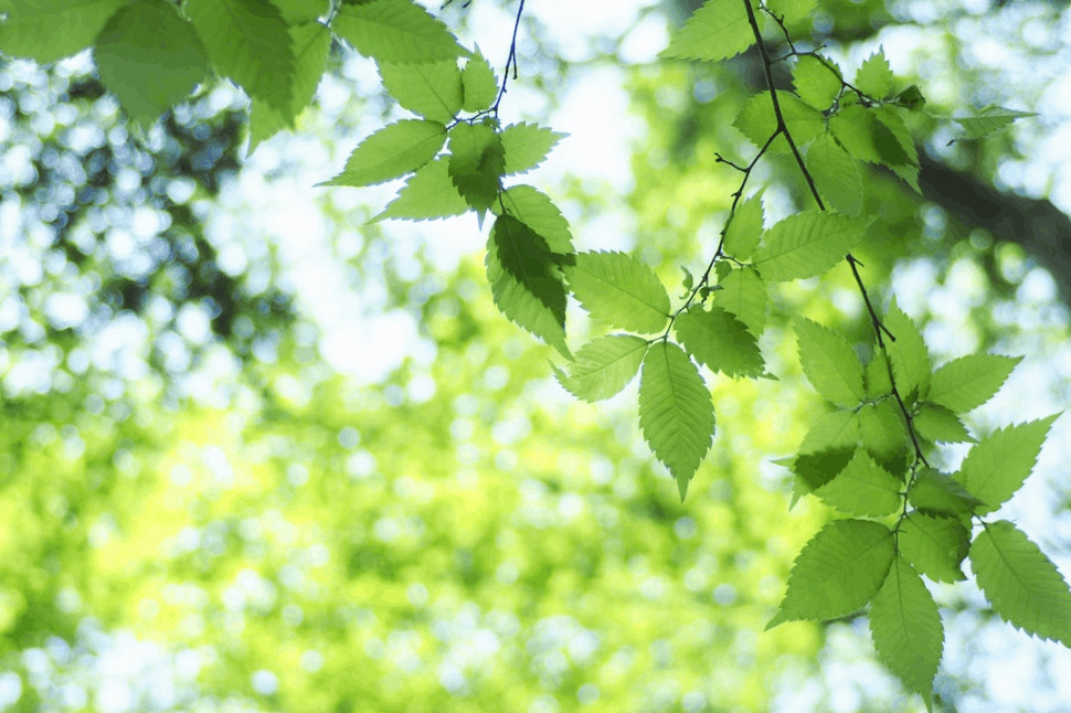 An image of green leaves on a bright day