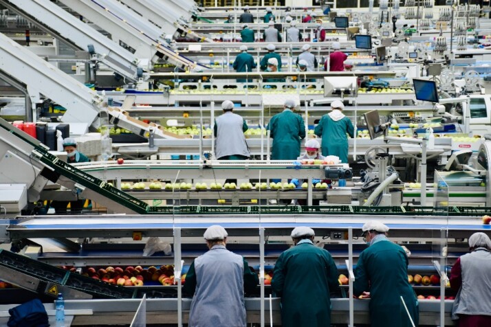 Employees inspecting and arranging the assortment of fruits on the conveyor belt.