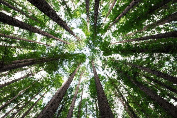 Low angle photography of green trees